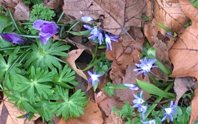 Naturens kraft virker i blomster og babyer – del 1 + 2